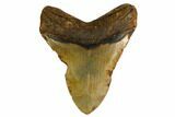 Fossil Megalodon Tooth - North Carolina #167020-2